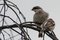 Great sparrow (Grand moineau) Daan Viljoen Game Park - Windhoek