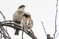 Great sparrow (Grand moineau) Daan Viljoen Game Park - Windhoek