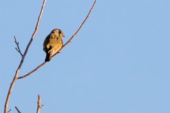 Moineau domestique La Réunion