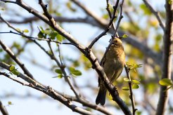 Moineau domestique La Réunion