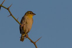 Moineau domestique La Réunion