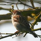 moineau domestique