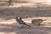 Cape Sparrow (Moineau mélanure) Fish River Canyon