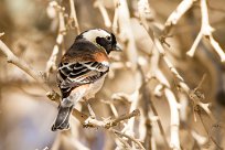 Cape sparrow (Moineau mélanure) Sossusvlei (Namibie)