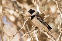 Cape sparrow (Moineau mélanure) Sossusvlei (Namibie)