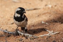 Cape sparrow (Moineau mélanure) Sesriem