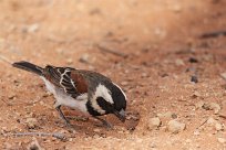 Cape sparrow (Moineau mélanure) Sesriem