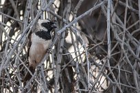 Cape sparrow (Moineau mélanure) Sesriem