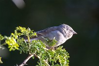 Southern grey headed sparrow (Moineau sud-africain) Otjiwarongo - Namibie