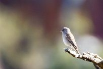 Southern grey headed sparrow (Moineau sud-africain) Waterberg - Namibie