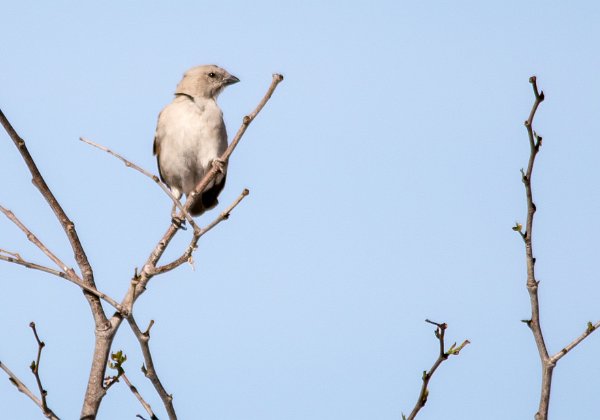 Moineau sud-africain