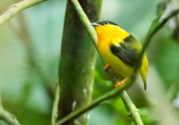 Manakin à col orange