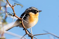 Pririt batis (Pririt de Vieillot) Otjiwarongo - Namibie