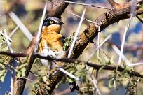 Pririt batis (Pririt de Vieillot) Waterberg - Namibie