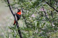 Southern red bishop (Euplecte ignicolore) Etosha