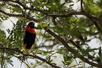 Southern red bishop (Euplecte ignicolore) Etosha