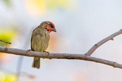 Foudi rouge La Réunion