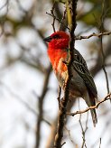 Foudi rouge La Réunion