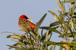 Foudi rouge La Réunion