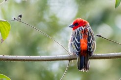 Foudi rouge La Réunion