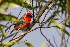 Foudi rouge La Réunion