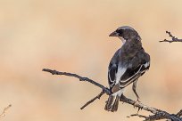 White-browed Sparrow-Weaver (Mahali à sourcils blancs) Kalahari