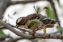 White-browed Sparrow-Weaver (Mahali à sourcils blancs) Twyfelfontein