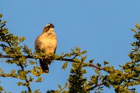 White-browed Sparrow-Weaver (Mahali à sourcils blancs) White-browed Sparrow-Weaver (Mahali à sourcils blancs)