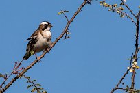 White-browed Sparrow-Weaver (Mahali à sourcils blancs) White-browed Sparrow-Weaver (Mahali à sourcils blancs)