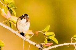 White-browed Sparrow-Weaver (Mahali à sourcils blancs)_x737A5616-2 null