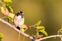 White-browed Sparrow-Weaver (Mahali à sourcils blancs) White-browed Sparrow-Weaver (Mahali à sourcils blancs)