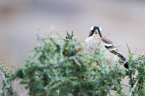 White-browed sparrow-weaver (mahali à sourcils blancs) Sossusvlei (Namibie)