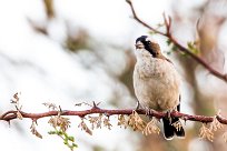 White-browed sparrow-weaver (mahali à sourcils blancs) Spitzkopje/Monts Erango - Damaraland - Namibie