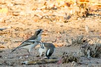 White-browed sparrow-weaver (mahali à sourcils blancs) Twyfelfontein et Huad River - Damaraland - Namibie