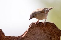 Sociable weaver (Républicain social) Sociable weaver (Républicain social)