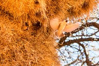 Sociable Weaver (Républicain social) Kalahari