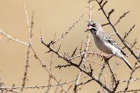 Scaly-feathered Weaver (Sporopipe squameux) Kalahari