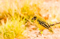 (Southern Masked Weaver (Tisserin à tête rousse)_737A4466-2 null