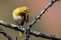 Southern Masked Weaver (Tisserin à tête rousse) Du côté d'Omaruru