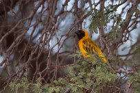 Southern masked-weaver (Tisserin à tête rousse) Sesriem