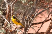 Southern masked-weaver (Tisserin à tête rousse) Sesriem