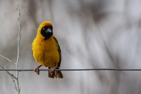 Southern masked-weaver (Tisserin à tête rousse) Sesriem