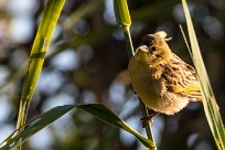 southern masked-weaver (Tisserin à tête rousse) southern masked-weaver (Tisserin à tête rousse)