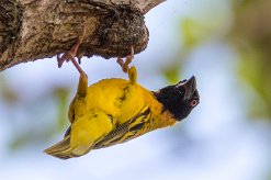 Tisserin gendarme La Réunion