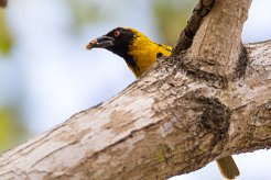 Tisserin gendarme La Réunion