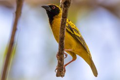 Tisserin gendarme La Réunion