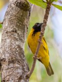 Tisserin gendarme La Réunion