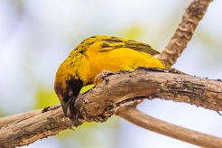 Tisserin gendarme La Réunion