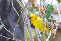 African Golden Weaver (Tisserin safran) Chief Island