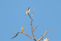 Lesser Masked Weaver (Tisserin intermédiaire) Chief Island